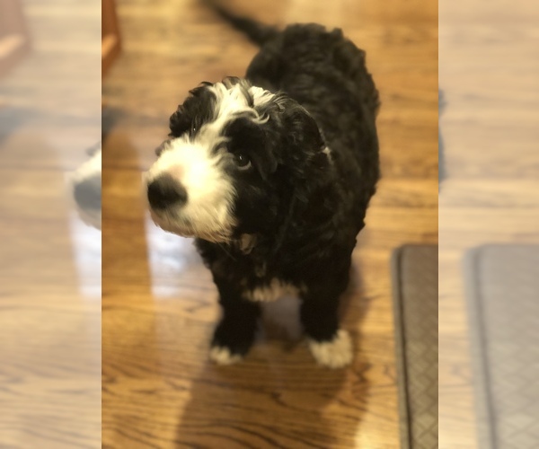 Medium Photo #36 Aussiedoodle-Poodle (Standard) Mix Puppy For Sale in COMMERCE, MI, USA