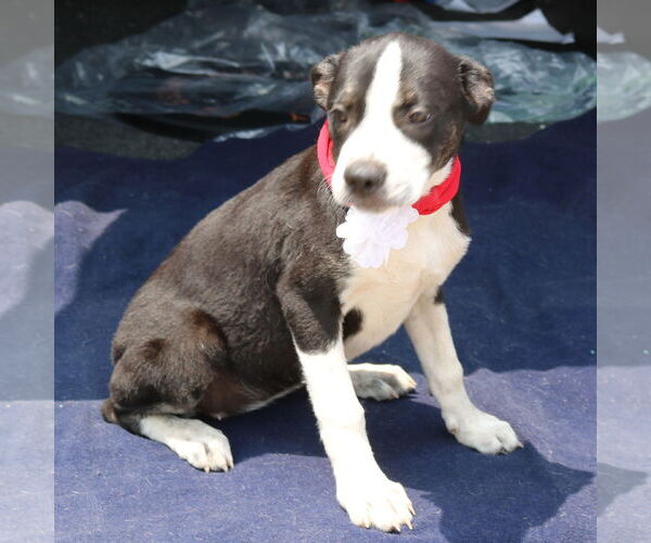 Medium Photo #4 Boston Terrier-Unknown Mix Puppy For Sale in Bandera, TX, USA
