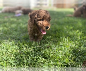 Goldendoodle (Miniature) Puppy for sale in RICHMOND, TX, USA
