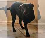 Small Labrador Retriever