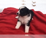 Small Photo #7 Australian Shepherd Puppy For Sale in BLANCHARD, OK, USA