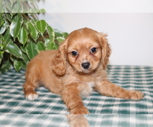 Cavapoo Puppy for sale in SHILOH, OH, USA