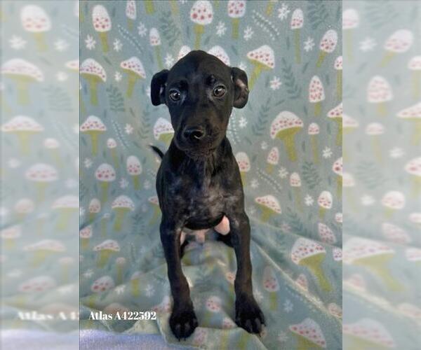 Medium Photo #1 Doberman Pinscher-Unknown Mix Puppy For Sale in Conroe, TX, USA