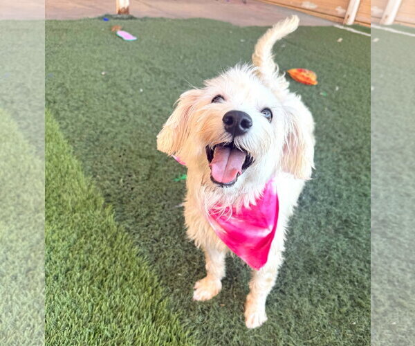 Medium Photo #4 Mutt Puppy For Sale in Phoenix, AZ, USA