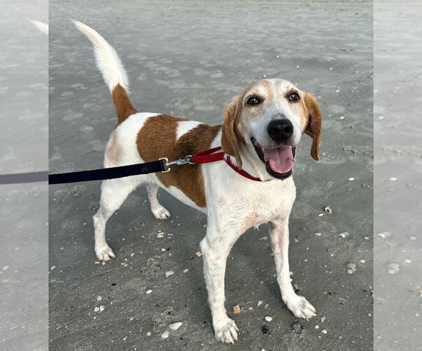 Medium Photo #3 Mutt Puppy For Sale in North Myrtle Beach, SC, USA