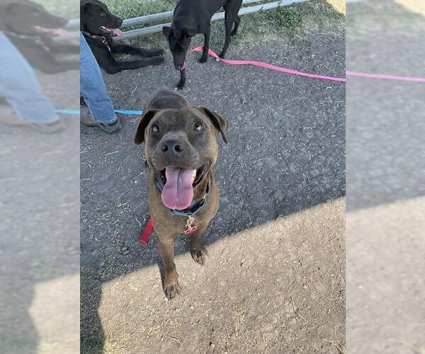 Medium Photo #2 American Pit Bull Terrier-Unknown Mix Puppy For Sale in Corpus Christi, TX, USA