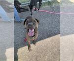 Small #1 American Pit Bull Terrier Mix