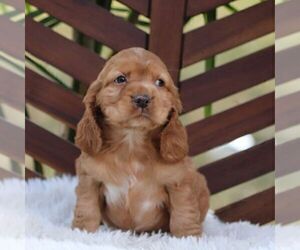 Cocker Spaniel Puppy for sale in HERSHEY, PA, USA