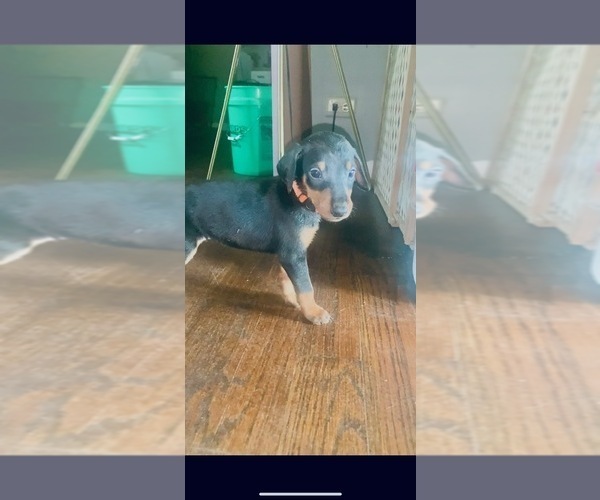 Medium Photo #1 Doberman Pinscher Puppy For Sale in OAK FOREST, IL, USA
