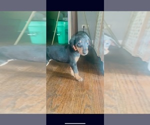 Doberman Pinscher Puppy for sale in OAK FOREST, IL, USA