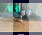 Small Doberman Pinscher