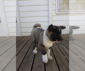 Akita Puppy for sale in WINSTON SALEM, NC, USA
