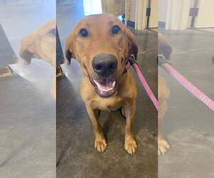 Labrador Retriever-Unknown Mix Dogs for adoption in Rockwall, TX, USA