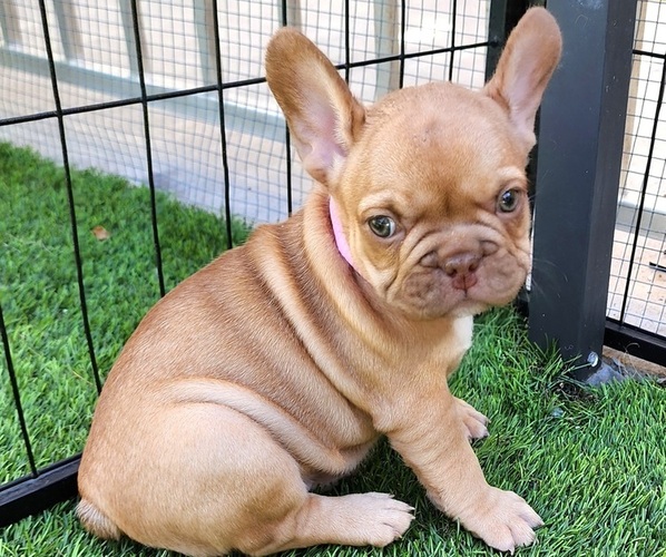 Medium Photo #15 French Bulldog Puppy For Sale in LAS VEGAS, NV, USA