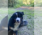 Small #3 Bernese Mountain Dog