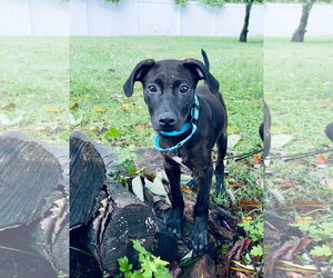 Frankie - Male Mutt Dog for Adoption - Photo #2