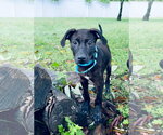 Small Photo #2 Mutt Puppy For Sale in Cliffwood, NJ, USA