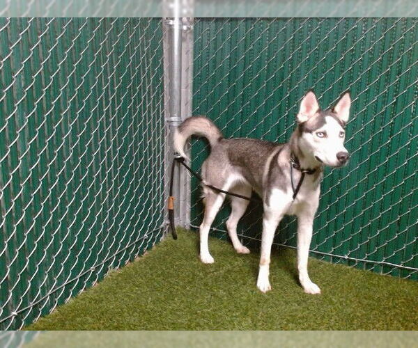 Medium Photo #1 Siberian Husky-Unknown Mix Puppy For Sale in Downey, CA, USA