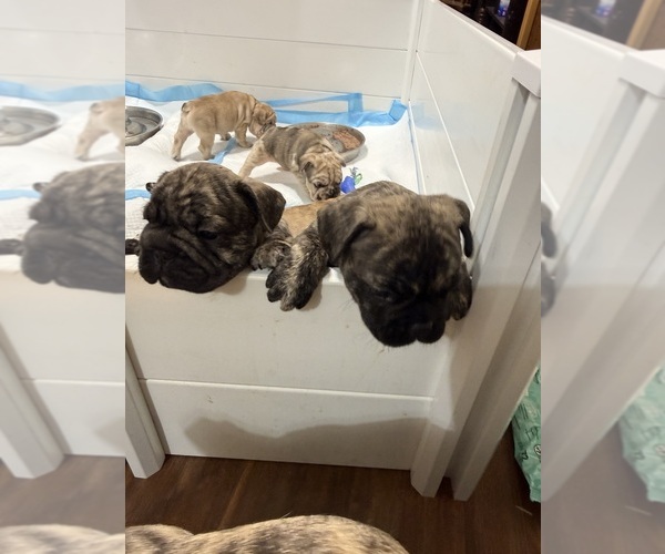 Medium Photo #1 French Bulldog Puppy For Sale in CULPEPER, VA, USA