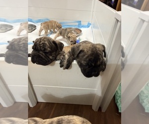 French Bulldog Puppy for sale in CULPEPER, VA, USA