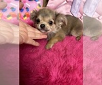 Small #2 Chihuahua