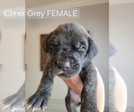 Puppy Grey Collar Daniff-Neapolitan Mastiff Mix