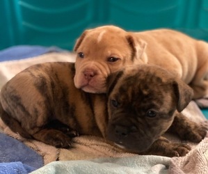 American French Bull Terrier Puppy for sale in APOLLO BEACH, FL, USA