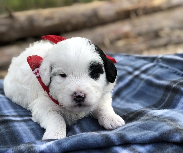 Full screen Photo #5 Poodle (Toy)-Texas Heeler Mix Puppy For Sale in MARQUAND, MO, USA