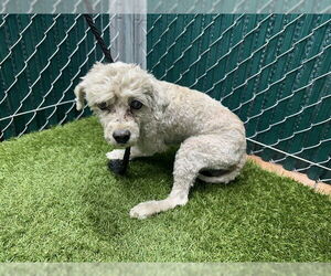 Poodle (Miniature) Dogs for adoption in Downey, CA, USA