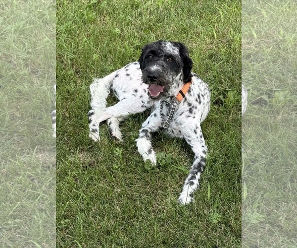Medium Photo #2 Dalmadoodle Puppy For Sale in Des Moines, IA, USA