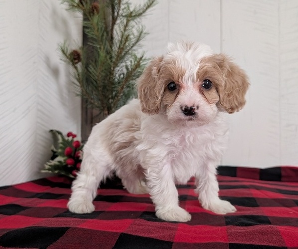 Medium Photo #34 Cavapoo (Miniature) Puppy For Sale in GOSHEN, IN, USA