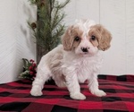 Small Photo #34 Cavapoo (Miniature) Puppy For Sale in GOSHEN, IN, USA