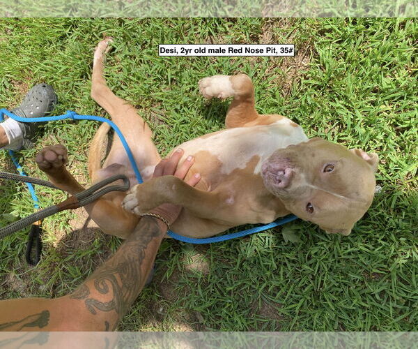 Medium Photo #5 American Pit Bull Terrier Puppy For Sale in Sparta, TN, USA