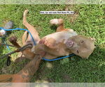 Small #4 American Pit Bull Terrier