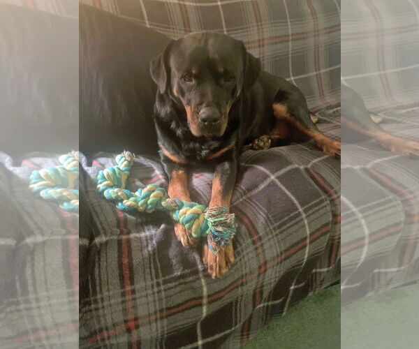 Medium Photo #7 Rottweiler-Unknown Mix Puppy For Sale in White Hall, AR, USA