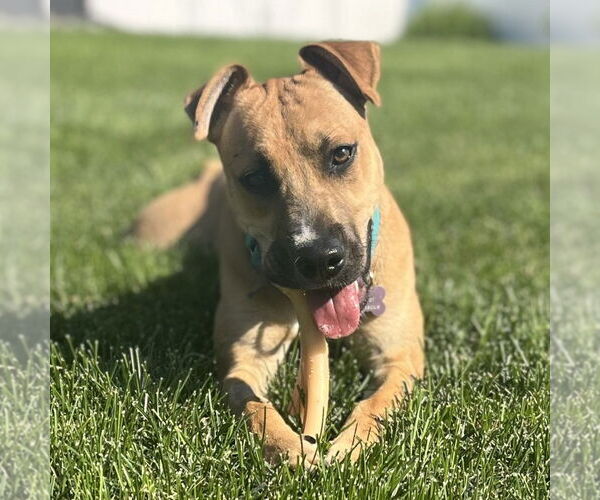 Medium Photo #2 Mutt Puppy For Sale in Fargo, ND, USA