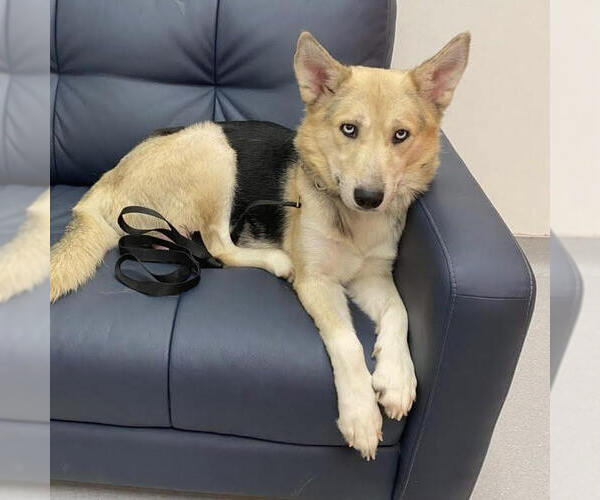 Medium Photo #3 German Shepherd Dog-Siberian Husky Mix Puppy For Sale in Spring Lake, NC, USA