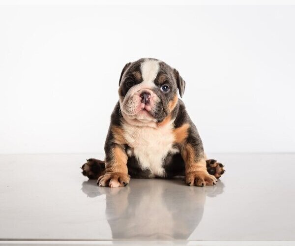 Medium Photo #1 Bulldog Puppy For Sale in OVERLAND, KS, USA