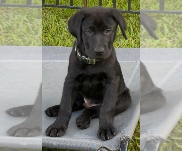 Medium Photo #6 Labrador Retriever Puppy For Sale in TALLASSEE, AL, USA