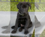 Puppy Chester Labrador Retriever
