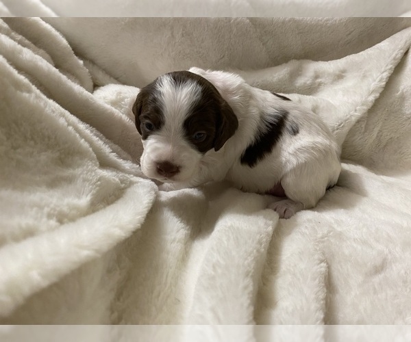 Medium Photo #1 Brittany Puppy For Sale in GRANVILLE, MA, USA