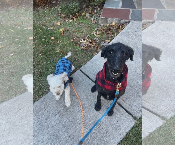 Medium Photo #6 Poodle (Standard) Puppy For Sale in Westwood, NJ, USA