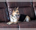 Small #2 German Shepherd Dog