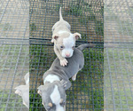 Small #13 American Bully