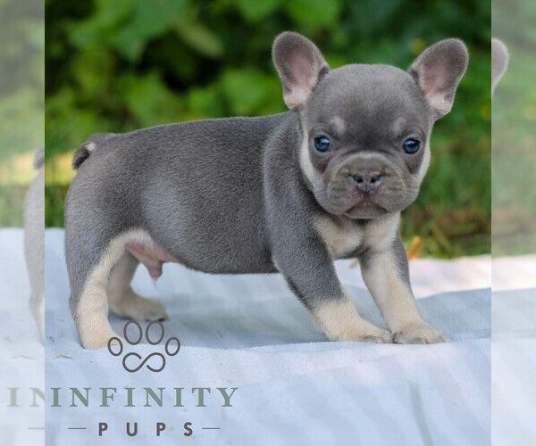 Medium Photo #4 French Bulldog Puppy For Sale in EAST EARL, PA, USA