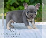 Small #3 French Bulldog