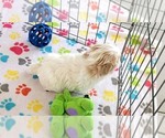 Small #2 Shih Tzu