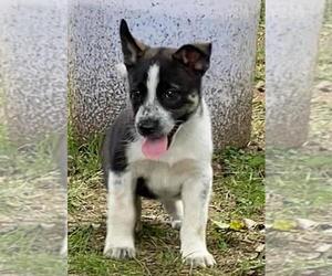 Malinois-Siberian Husky Mix Puppy for Sale in FINKSBURG, Maryland USA