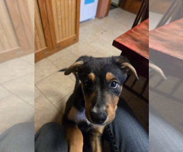 Medium Photo #1 Mutt Puppy For Sale in New London, WI, USA