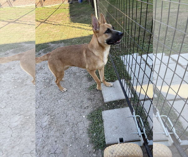 Medium Photo #2 Black Mouth Cur-Unknown Mix Puppy For Sale in Rowlett, TX, USA